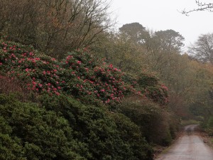 Rhododendron nobleanums