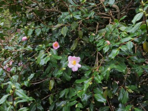 Camellia x williamsii ‘J C Williams’ hedge