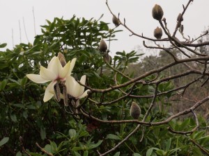 Magnolia campbellii ‘Strybling White’
