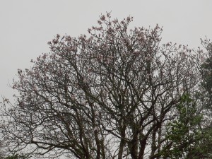 Magnolia campbellii (white ish) 
