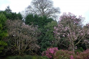 two magnolias out outside the back yard