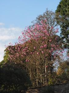 magnolia with some similarities to Caerhays Belle