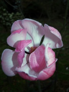 Magnolia sprengeri Diva ‘Burncoose’