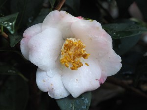 Camellia champetre ‘Christmas Daffodil’