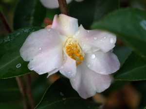 Camellia champetre ‘Fairy Blush’