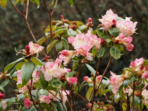 Rhododendron ‘Bo-Peep’ (pink form)