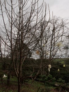 supposedly ‘yellow’ Magnolia campbellii