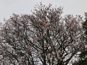 Magnolia campbellii (original whitish form)