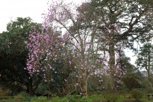 unnamed seedling magnolia