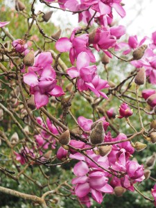 Magnolia ‘Lanarth’ – the New Zealander form