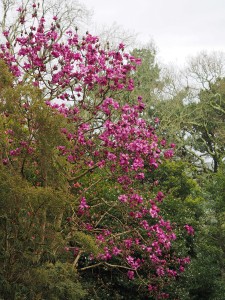Magnolia ‘Lanarth’ seedling