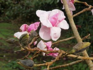 Magnolia ‘Suzanna van Veen’