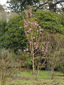 Magnolia mollicomata ‘Copeland Court’