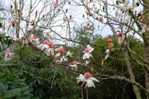 Storm damaged Magnolia campbellii ‘Strybling White’