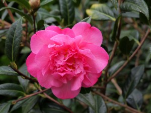 Camellia ‘Mary-Phoebe Taylor’