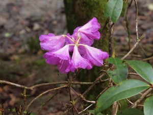 Rhododendron desquamatum