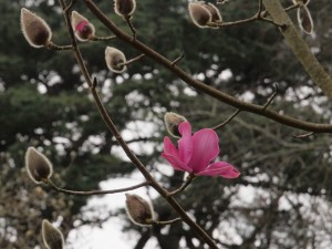 Magnolia ‘unknown seedling’