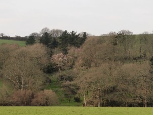 Looking across from the drive to Giddle Orchard