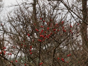 unidentified cotoneaster