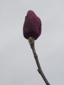 Magnolia ‘Purple Sensation’