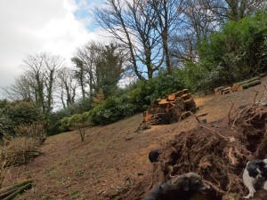 cut up fallen pine and macrocarpa