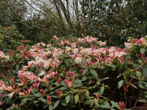 Rhododendron ‘Countess of Haddington’