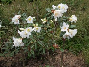 Rhododendron maddenia
