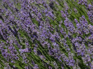 Swathes of lavender