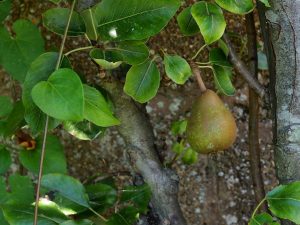 Pear ‘Merton Pride’