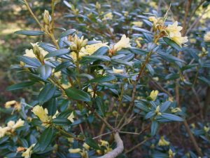 Rhododendron ‘Yellow Hammer’