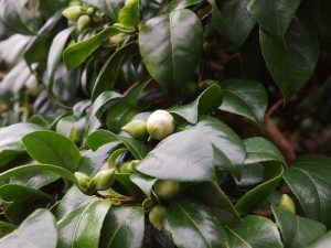 Camellia japonica ‘Noblissima’