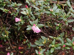 Rhododendron ‘Seta’