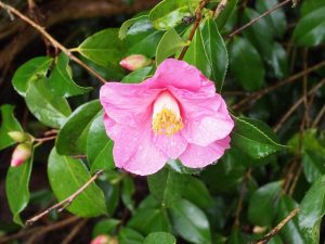 Camellia x williamsii ‘Muskoka’