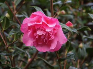 Camellia ‘Mary Phoebe Taylor’