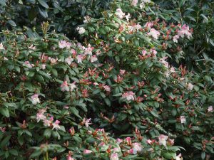 Rhododendron ‘Bo-Peep’