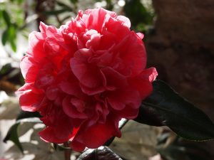 Camellia reticulata ‘Dr Clifford Parks’
