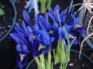 dwarf blue iris