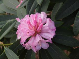 Rhododendron brevinerve