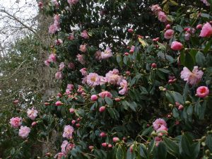Camellia x williamsii ‘Salutation’