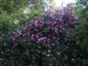 Camellia ‘St Ewe’