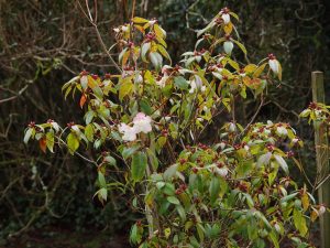 Rhododendron ‘Bo Peep’ – pink form