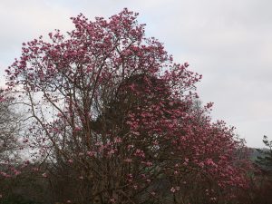 Magnolia mollicomata x sargentiana robusta