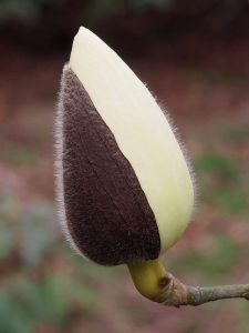 yellow form of Magnolia campbellii alba