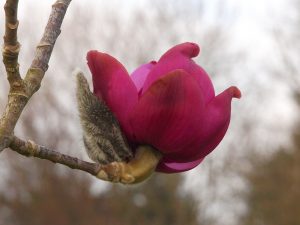 Magnolia mollicomata ‘Werrington’