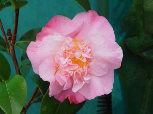 Camellia japonica ‘Amabel Lansdell’