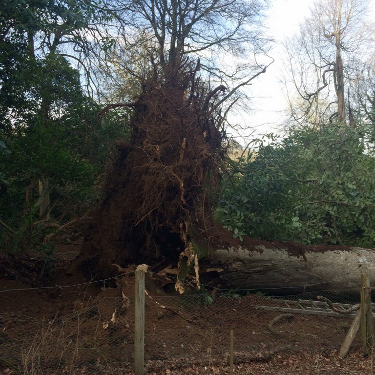 beech tree down beside the Rookery nursery