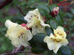 Rhododendron Golden Orieole var ‘Talavera’