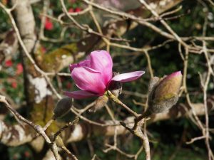 Magnolia sprengeri var ‘Diva’