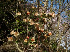 Rhododendron Golden Oriole var ‘Busaco’
