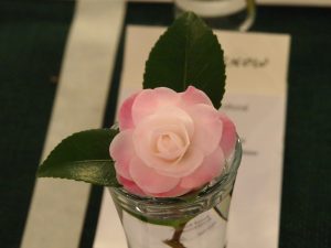 Camellia ‘Sweet Jane’